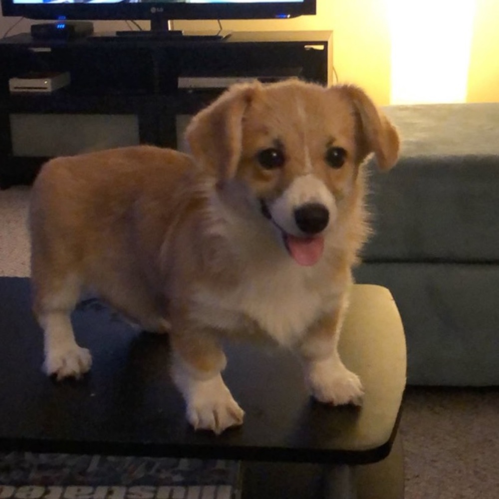 Meet your Posher, Laura